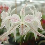Comment réussir la culture de l’orchidée colombe rare et délicate