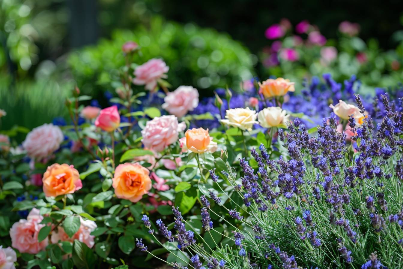 Quelles plantes associer pour un jardin harmonieux ?
