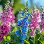 Découvrez l&rsquo;aubriète, cette plante vivace aux couleurs éclatantes pour votre jardin