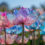 Quelles fleurs changent de couleur selon le pH du sol