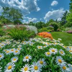 Quels sont les différents types de marguerites
